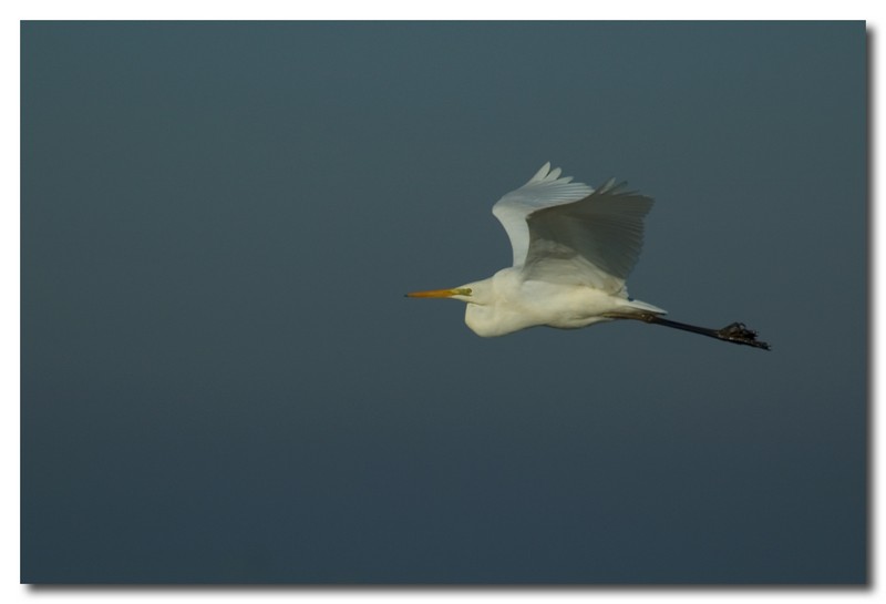 Airone bianco maggiore - Casmerodius albus